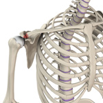 Acromioclavicular (AC) Joint Injuries