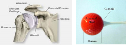 Shoulder Stabilization