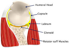 Shoulder Stabilization